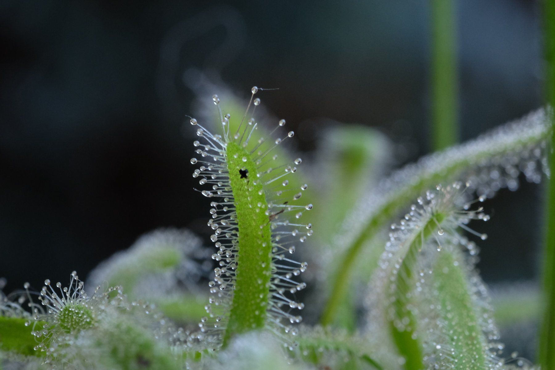 Plantes & graines: Sonnentau / Drosera capensis "alba" Samen – Neuf (Voir description) à Gerolfingen par Azora 2