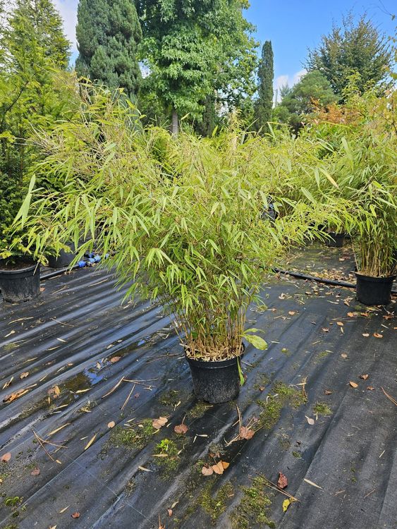 Gartenbambus Fargesia rufa Kaufen auf Ricardo