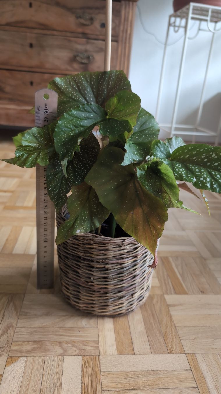 Pflanzen & Samen: Angel Wing Begonia – Gebraucht aus Wallisellen von ali_x62p 3