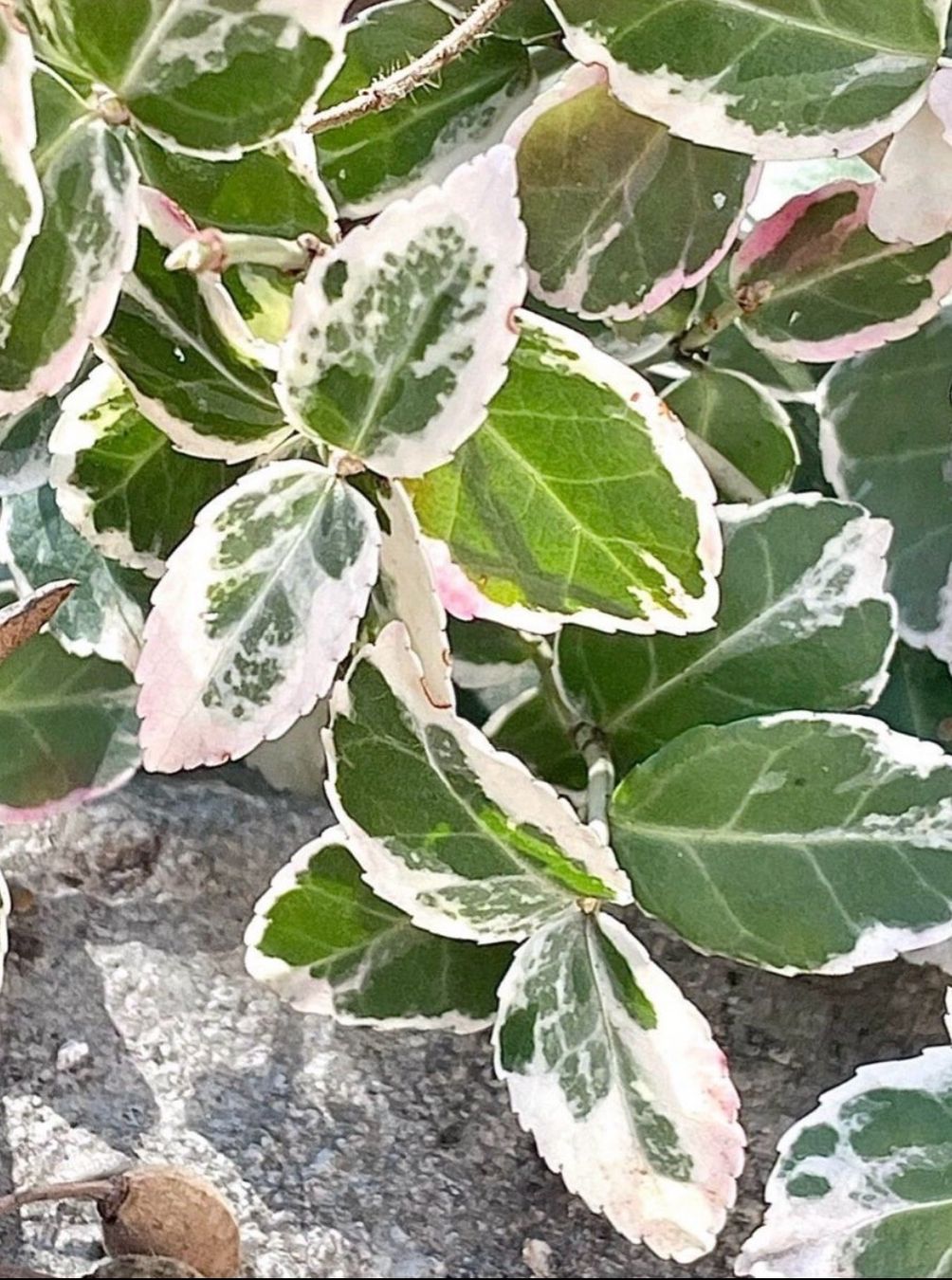 Piante & sementi: EUONYMUS FORTUNEI - Kriechspindelstrauch – Nuovo (secondo la descrizione) da Buchs AG venduto da fischli610 5