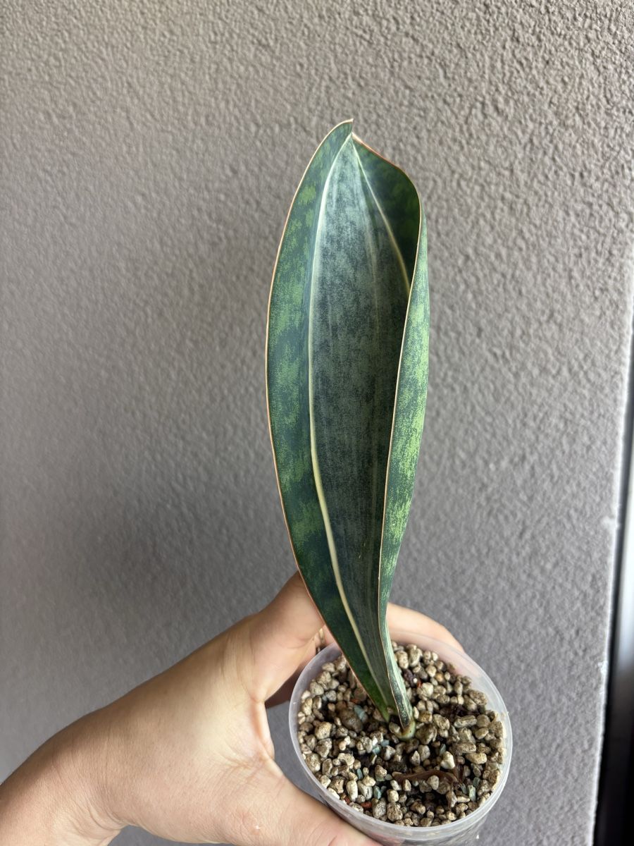 Piante & sementi: Sansevieria Whalefin variegata – Usato da olten venduto da momo2417