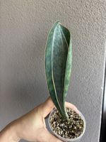 Sansevieria Whalefin variegata