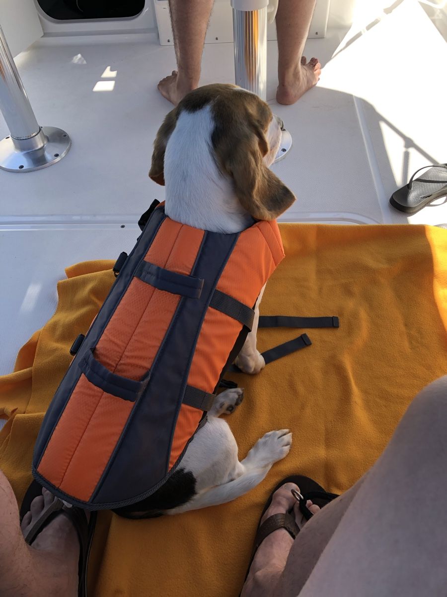 Schwimmwesten: Hunde-Schwimmweste – Neu (gemäss Beschreibung) aus Hagendorn von huerli333 2