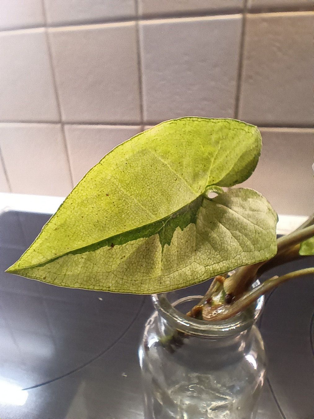 Piante & sementi: Syngonium Paket – Usato da Neerach venduto da Pudelmax 1