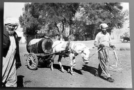 Erh. Hürsch: 2 Fotos um 1975, Afghanistan (XV), Alltag
