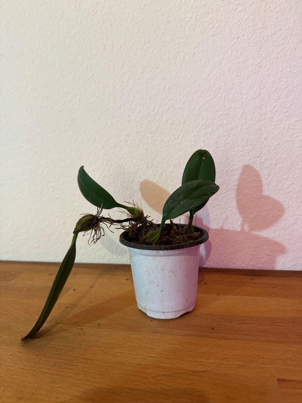 Plantes & graines: Bulbophyllum weberi – D'occasion à Männedorf par mrclst