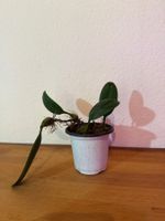Bulbophyllum weberi
