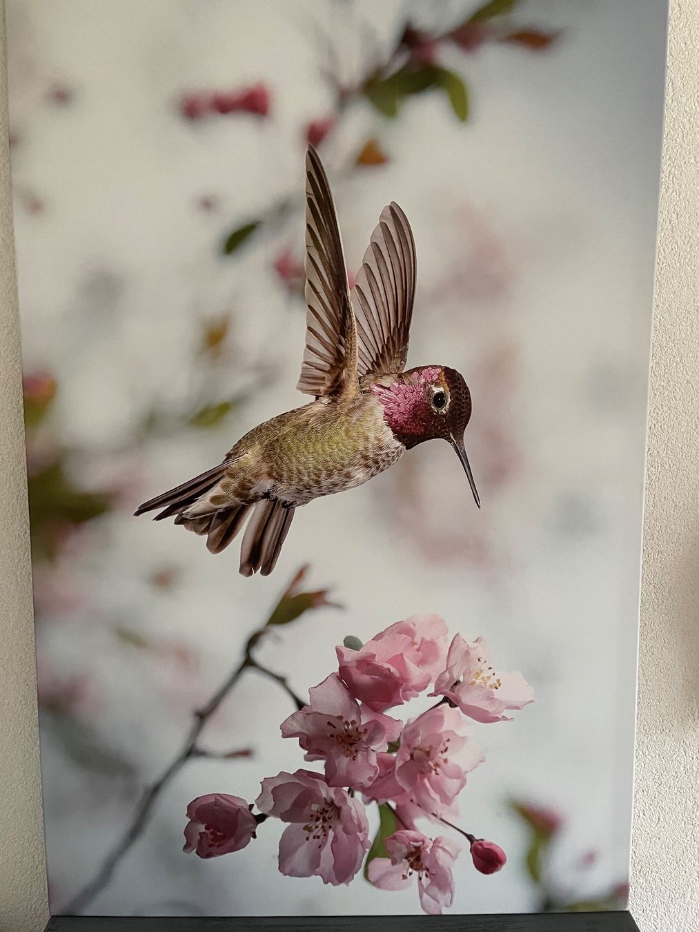 Poster & Bilder: Schönes XL Leinwandbild Kolibri – Gebraucht aus Sirnach von sirni 3