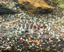 Netzschmerlen Aquarienfische lebend in gutem Zustand