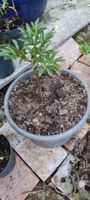 Pfingstrosenpflanze im Topf, Jungpflanze