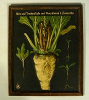 Zuckerrübe Wurzelbrand Modell Relief