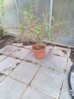 Goji- Beere