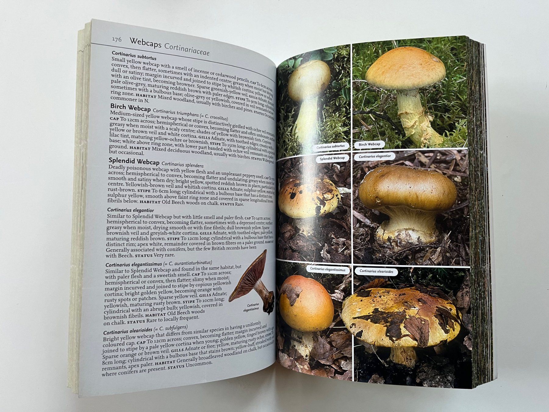 Libri: Collins Complete Guide to British Mushrooms Toadstools – Usato da Laufen venduto da Nuria44 6