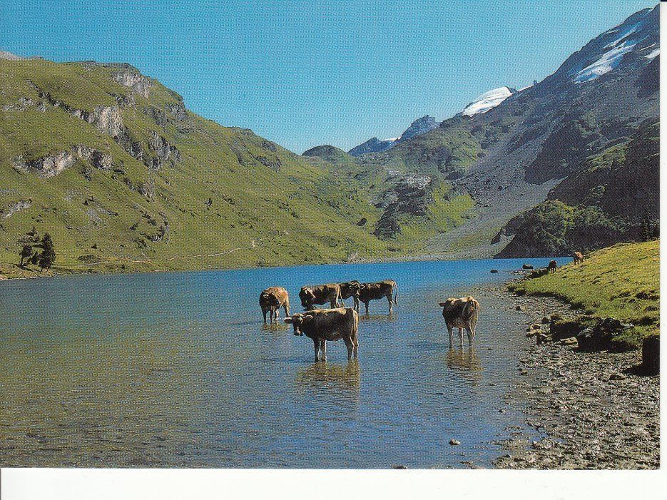 Cartoline postali: Engstlenalp Jochpass um 1995 – Usato da Bürglen TG venduto da StampGraf