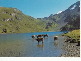 Engstlenalp Jochpass um 1995