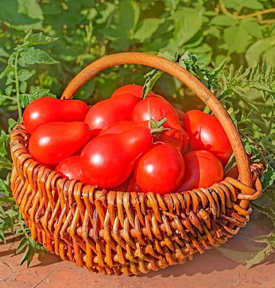 Pflanzen & Samen: Zwergtomate, Cocktailtomate, Topftomate DENAR / 5 Samen – Neu (gemäss Beschreibung) aus Hinteregg von ERFOLG78 3