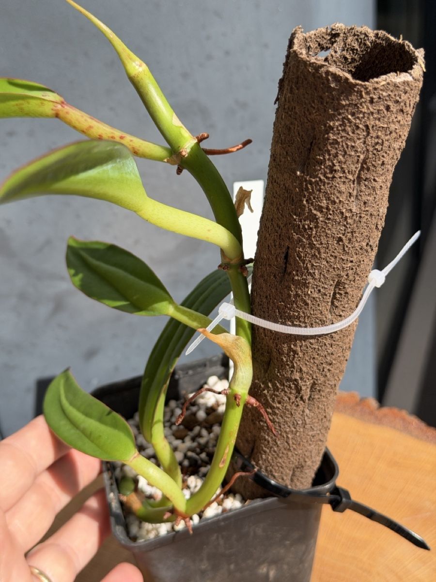 Piante & sementi: Philodendron Crassinervium  – Nuovo (secondo la descrizione) da Buchrain venduto da Stetoscop 2
