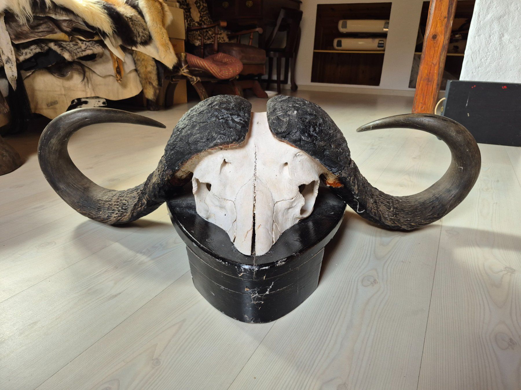 Il mondo degli animali: Trophée chasse buffle africain / Kaffernbüffel Jagdtrophäe – Usato da Treyvaux venduto da Kbh2000 5