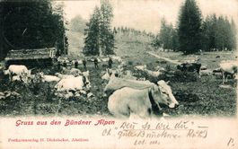 Gruss aus den Bündner Alpen. Kuhherde