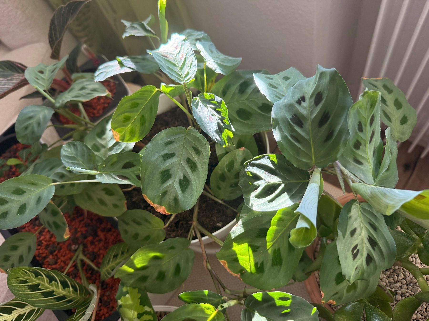 Piante & sementi: Maranta Leuconeura – Usato da Allschwil venduto da Irlandelfe85 1