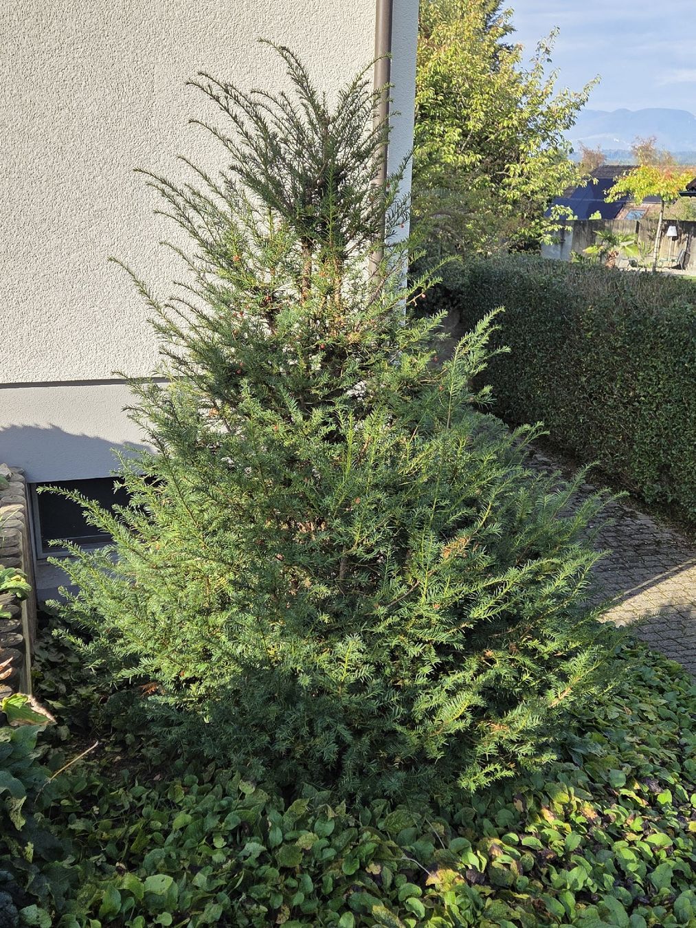 Pflanzen & Samen: Taxus baccata, Eibe – Gebraucht aus Riken AG von jud_xxz9