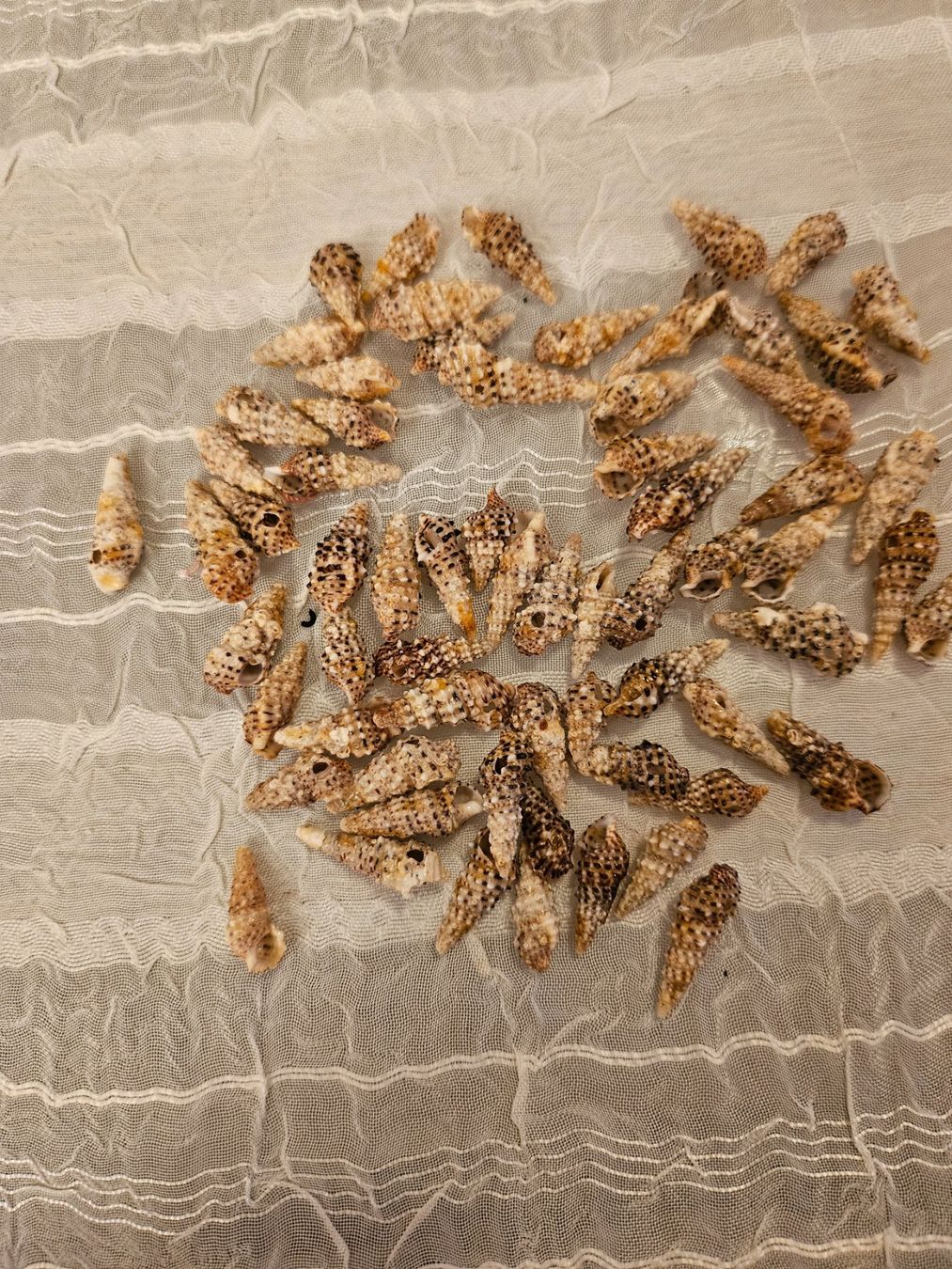 Perle (finte): 66 Stück Muschelperlen – Nuovo (secondo la descrizione) da Dietikon venduto da Eleda