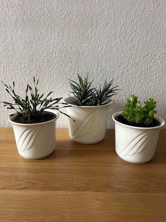 wildblumenwiese saatgut mehrjährig Wildblumensamen Mischung online kaufen main image 1