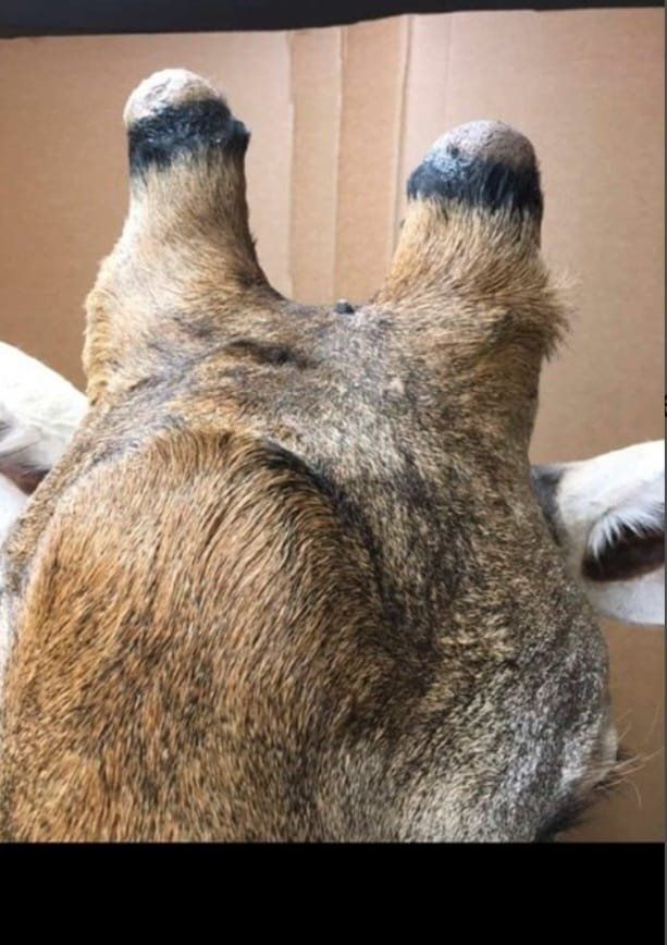 Welt der Tiere: Giraffe – Gebraucht aus Pfaffnau von Yoka0 4
