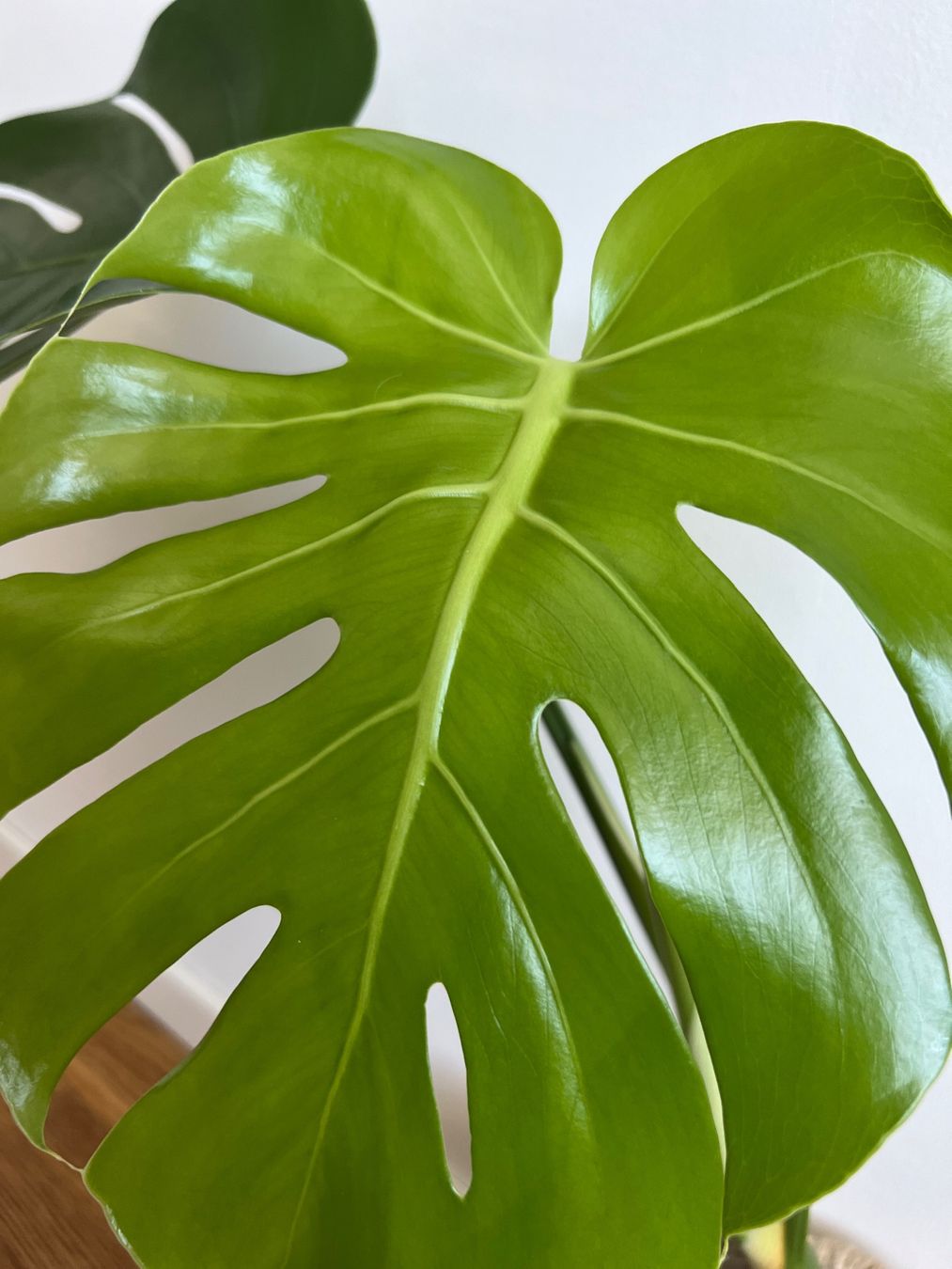 Plantes & graines: Monstera Deliciosa – D'occasion à Glattpark(Opfikon) par ste_n99y 8