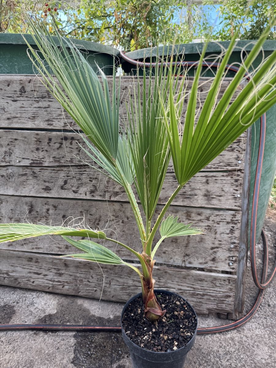 Piante & sementi: Washingtonia filibusta – Nuovo (secondo la descrizione) da Rüti ZH venduto da Pehispeed