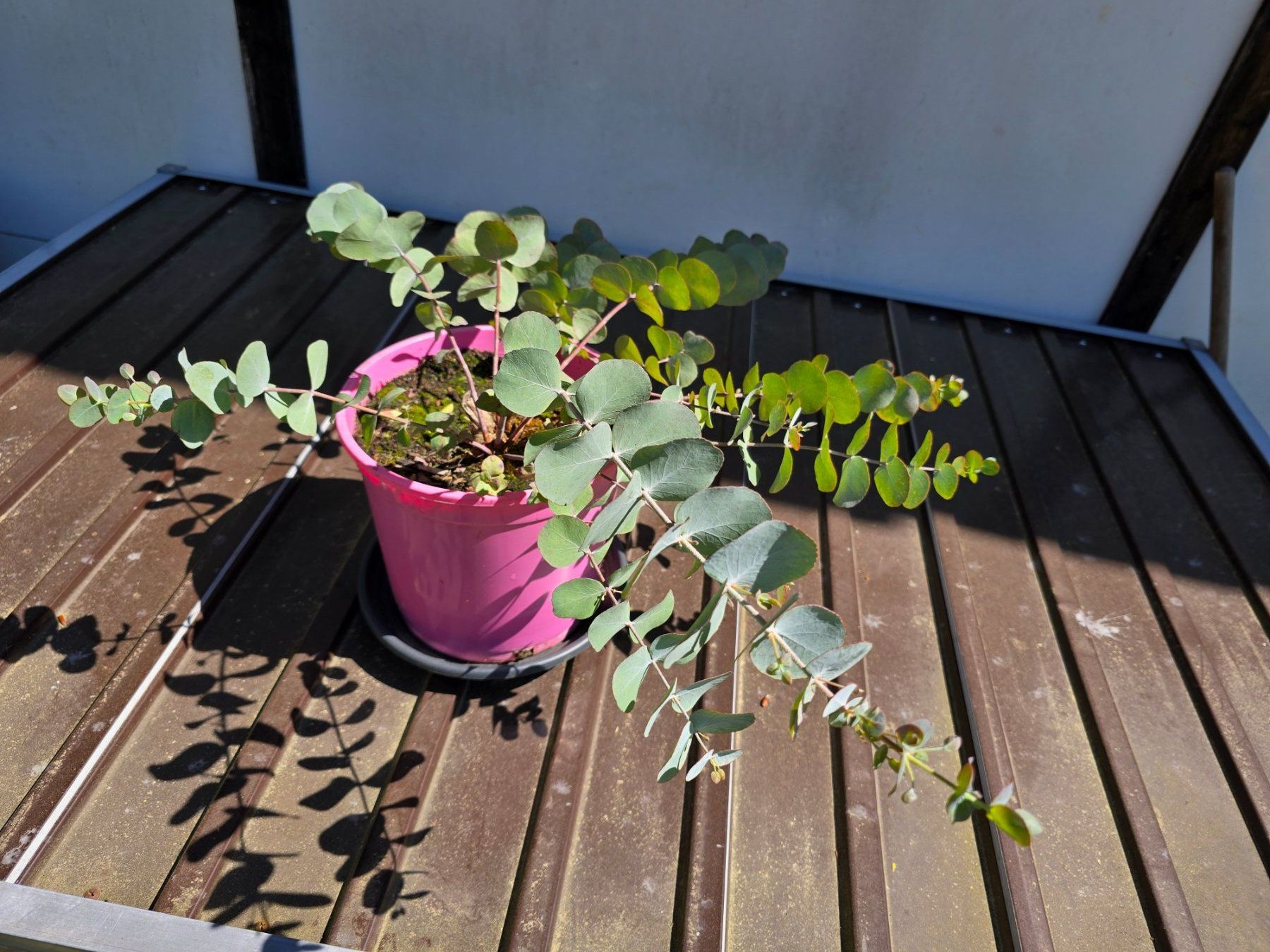 Piante & sementi: Eukalyptus im Topf Klein – Usato da Aarburg venduto da popkorn65 2