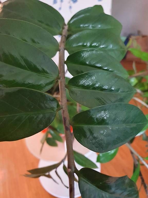Pflanzen & Samen: Gummibaum (Ficus elastica 160 cm – Gebraucht aus Schliern b.Köniz von Nalsa 2