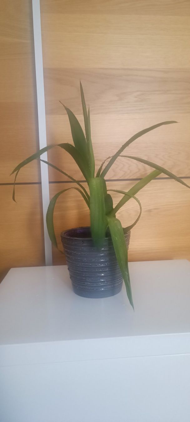 Piante & sementi: Yucca (45 cm inkl. Topf) – Usato da Bern venduto da sv-trade