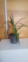 Yucca (45 cm inkl. Topf)