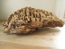 Rarität Skulptur geschaffen von Termiten