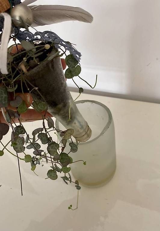 Piante & sementi: Zimmerpflanze im Flaschenhals – Usato da Frauenfeld venduto da Irene.Schuppli 1