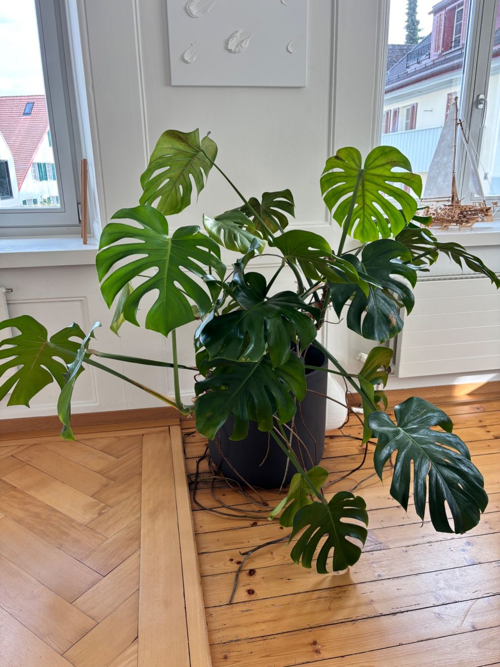 Monstera zu verkaufen (Neu (gemss Beschreibung)) in Stfa fr CHF 60  nur  Abholung auf Ricardo kaufen