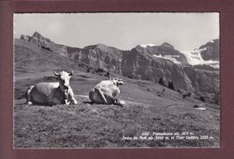PLANACHAUX - Vaches - Tour Lallière // voir dos //