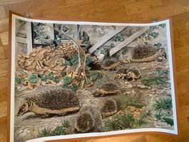 Schulwandbild Nr. 9 „Igel" von Robert Hainard