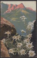 Leontopodium alpinum   (  Edelweiss )  BAHNPOST 1947