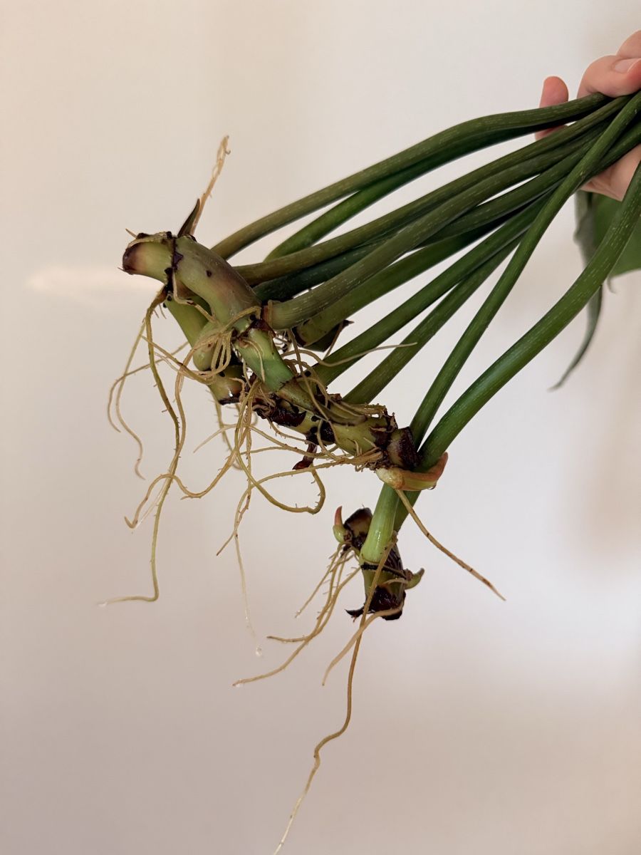 Pflanzen & Samen: Philodendron Gloriosum cuttings – Neu (gemäss Beschreibung) aus Zürich von gom_zxb8 1