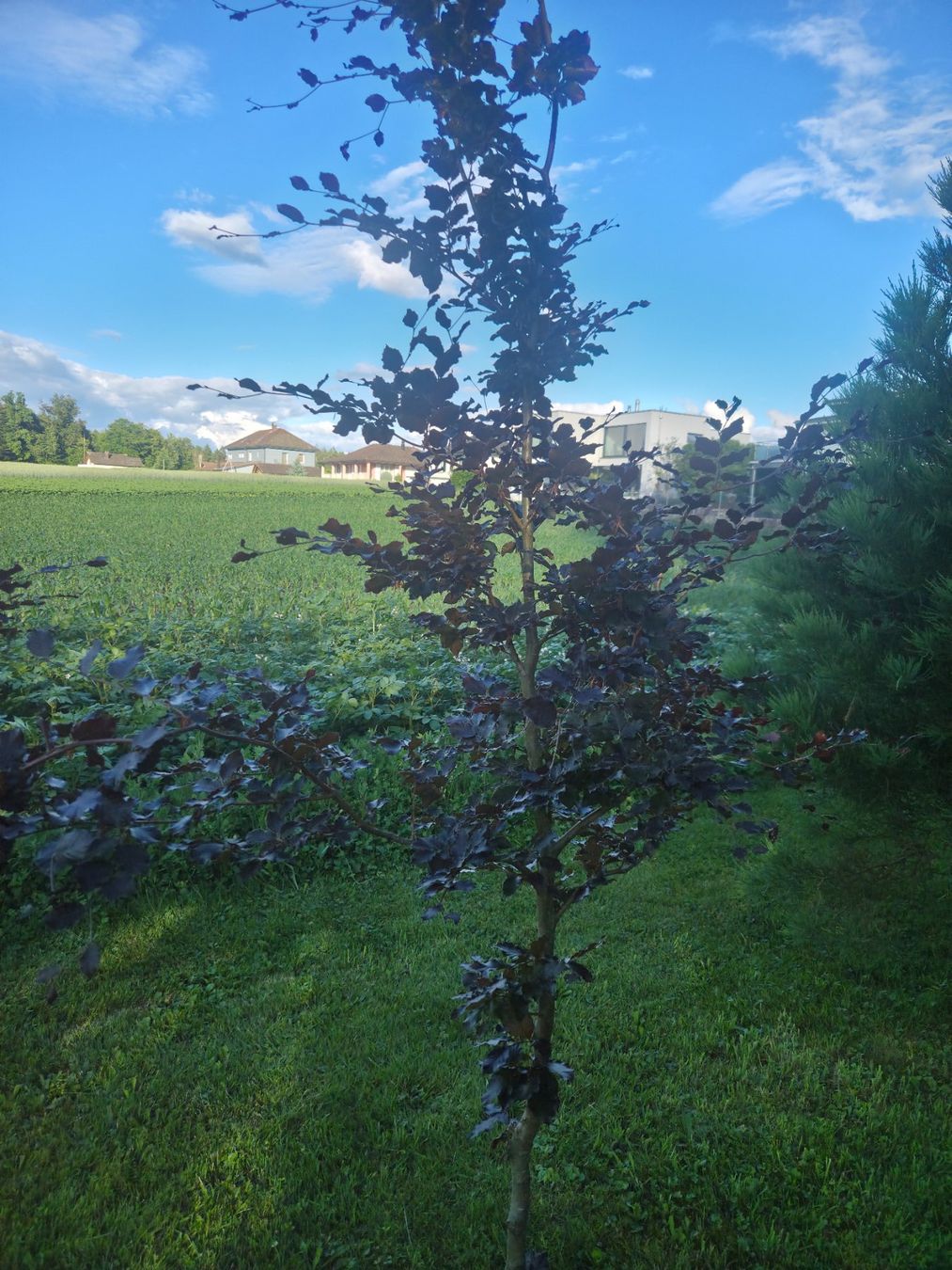 Piante & sementi: Blutbuche (purpurbuche) – Usato da Wolfwil venduto da san_7xhb 2