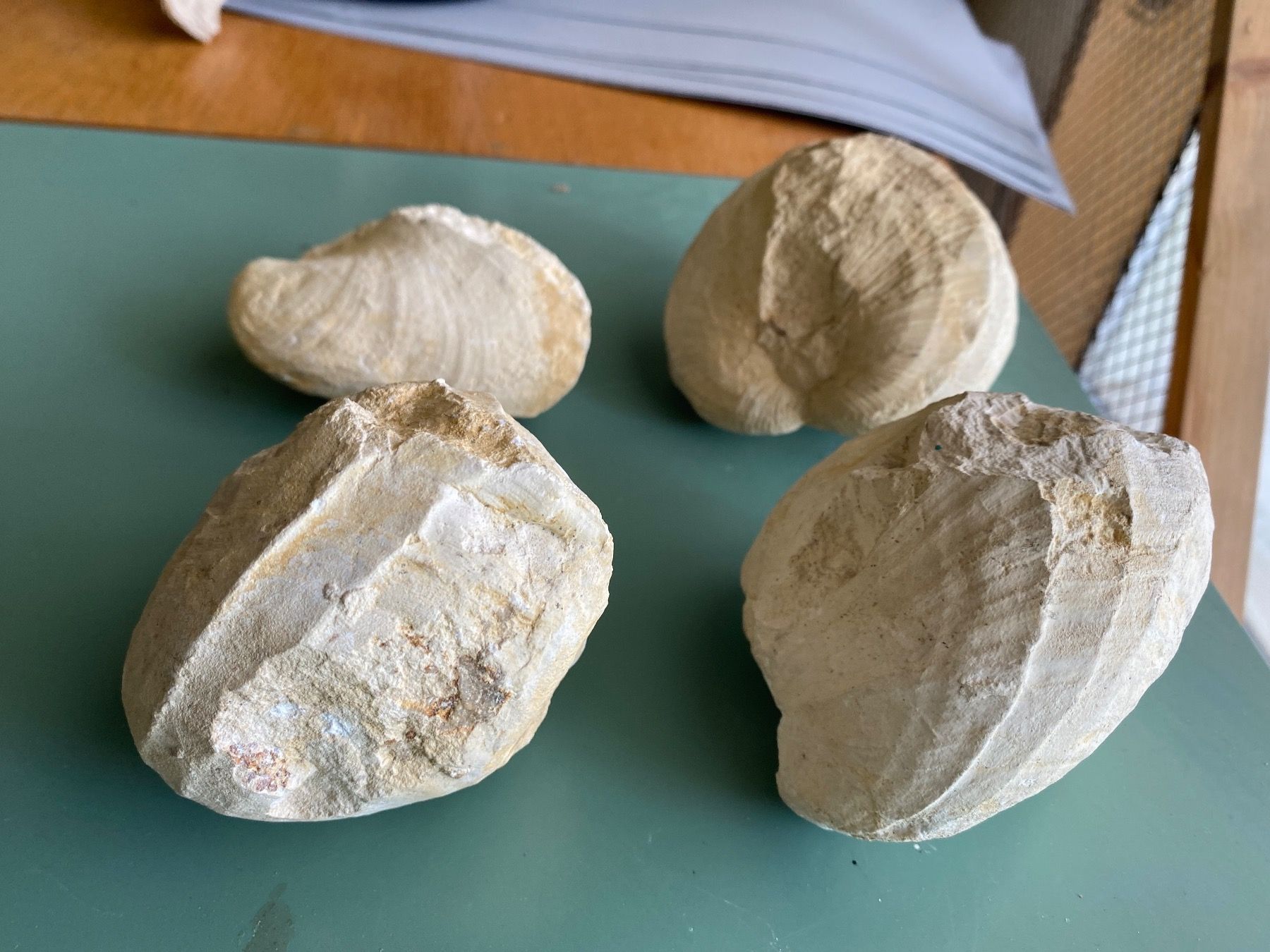 Fossili: Fossile Muscheln – Usato da Liestal venduto da Stephanoceras1 1