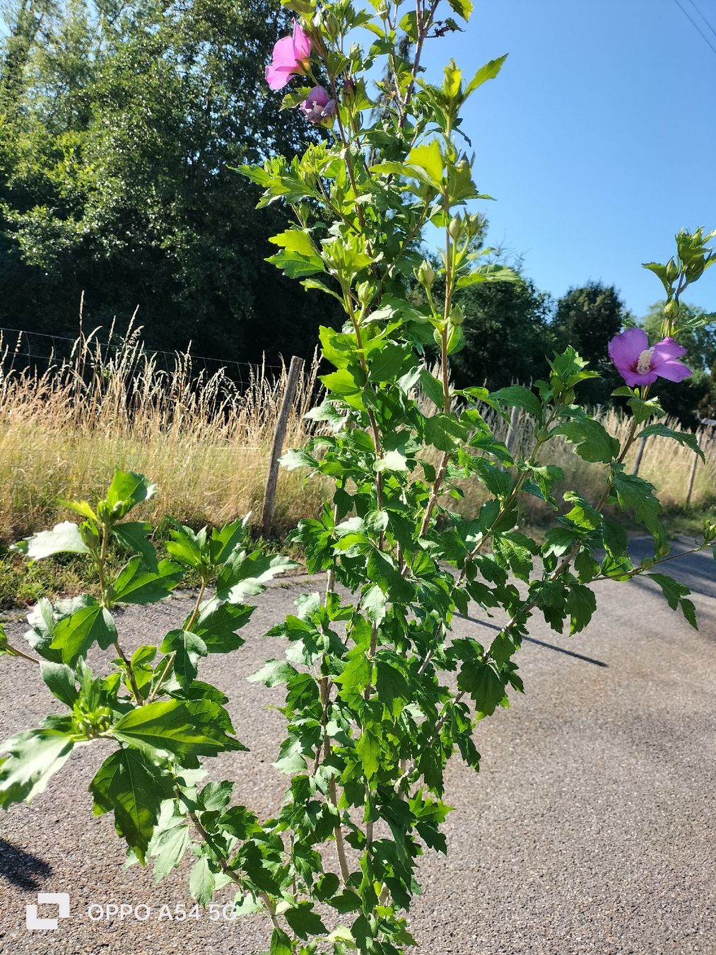 Pflanzen & Samen: Hibiskus Baum Winterhart – Gebraucht aus Attelwil von Schneider76 2