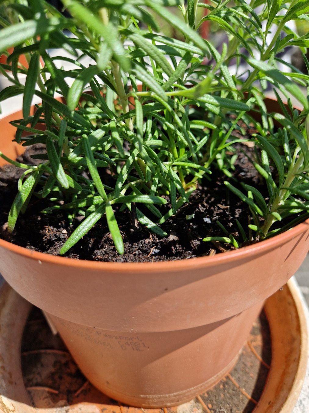 Piante & sementi: Balkon-/Gartenpflanze: Rosmarin – Usato da Münchenbuchsee venduto da Aare22 7