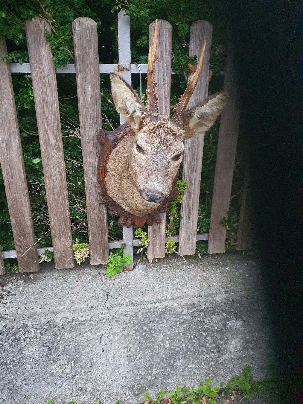 Altre raccolte & rarità: schöner Rehbockkopf – Usato da Wangen b. Olten venduto da Hecht62xyz 1