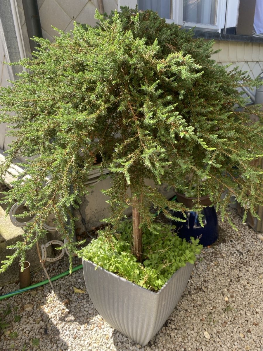 Piante & sementi: Gartenpflanzen  – Usato da Krummenau venduto da Schmudel 2