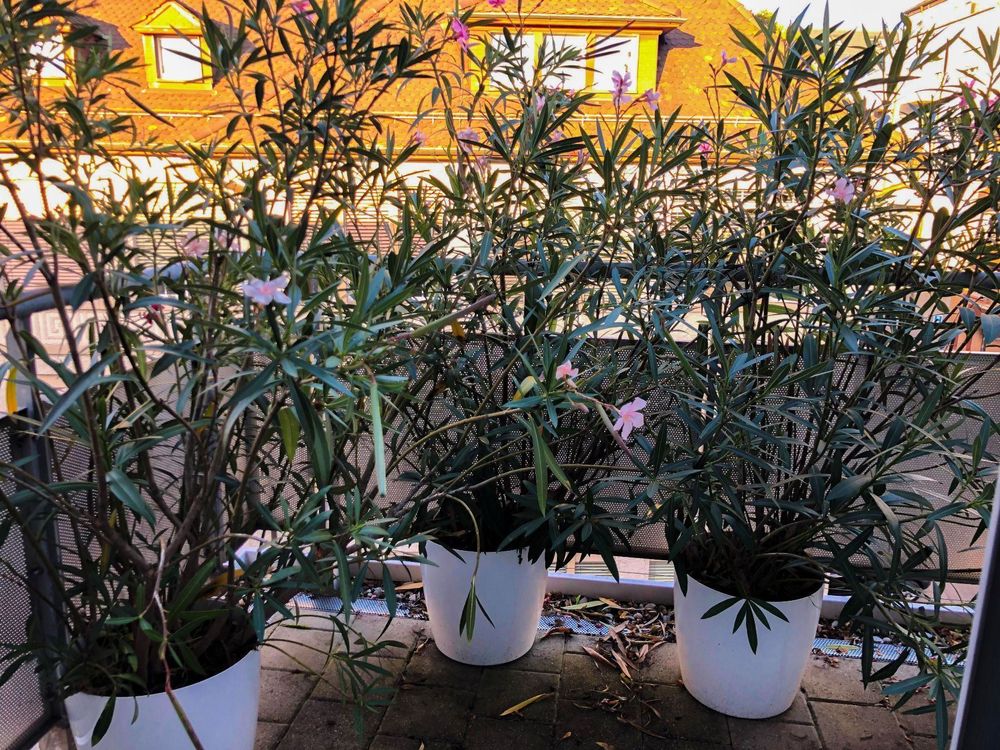 Oleander (3x) ca. 160cm inkl. Töpfe Kaufen auf Ricardo