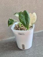 🌿Alocasia Frydek variegata #3🌿