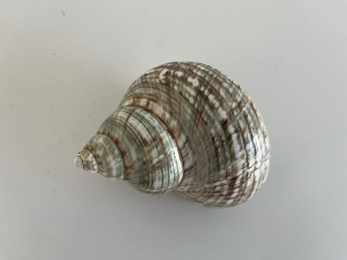 Tutte le decorazioni: Meeresschnecke – Usato da Wetzikon ZH venduto da seli03 2